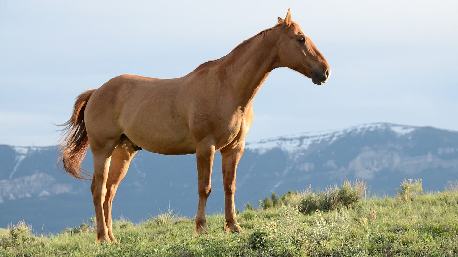 A horse stands in a field with mountains behind