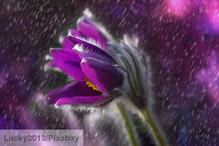 Opening purple flower in rain