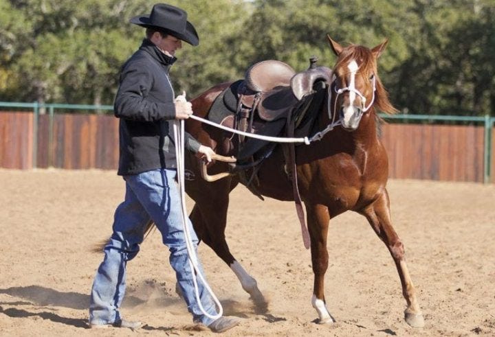 Breaking A Horse: Stages, When, How Long, How to & Cost?