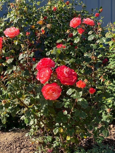 May be an image of rose, outdoors and tree