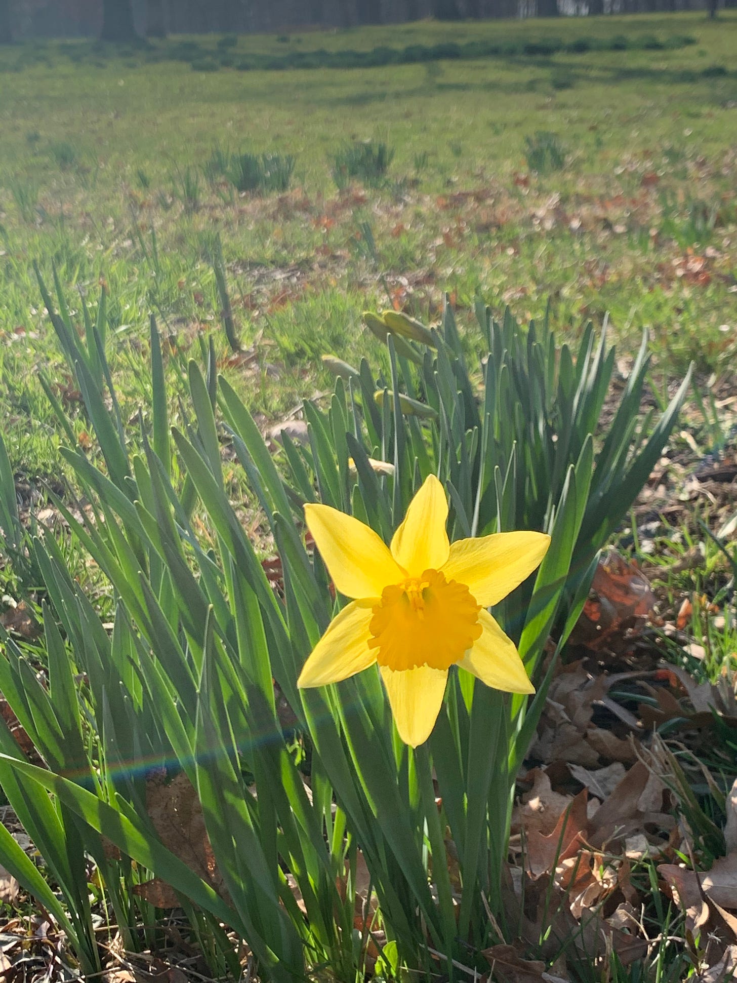 Bright yellow Narcissus (Daffodil) is the first to bloom in a clump on a meadow
