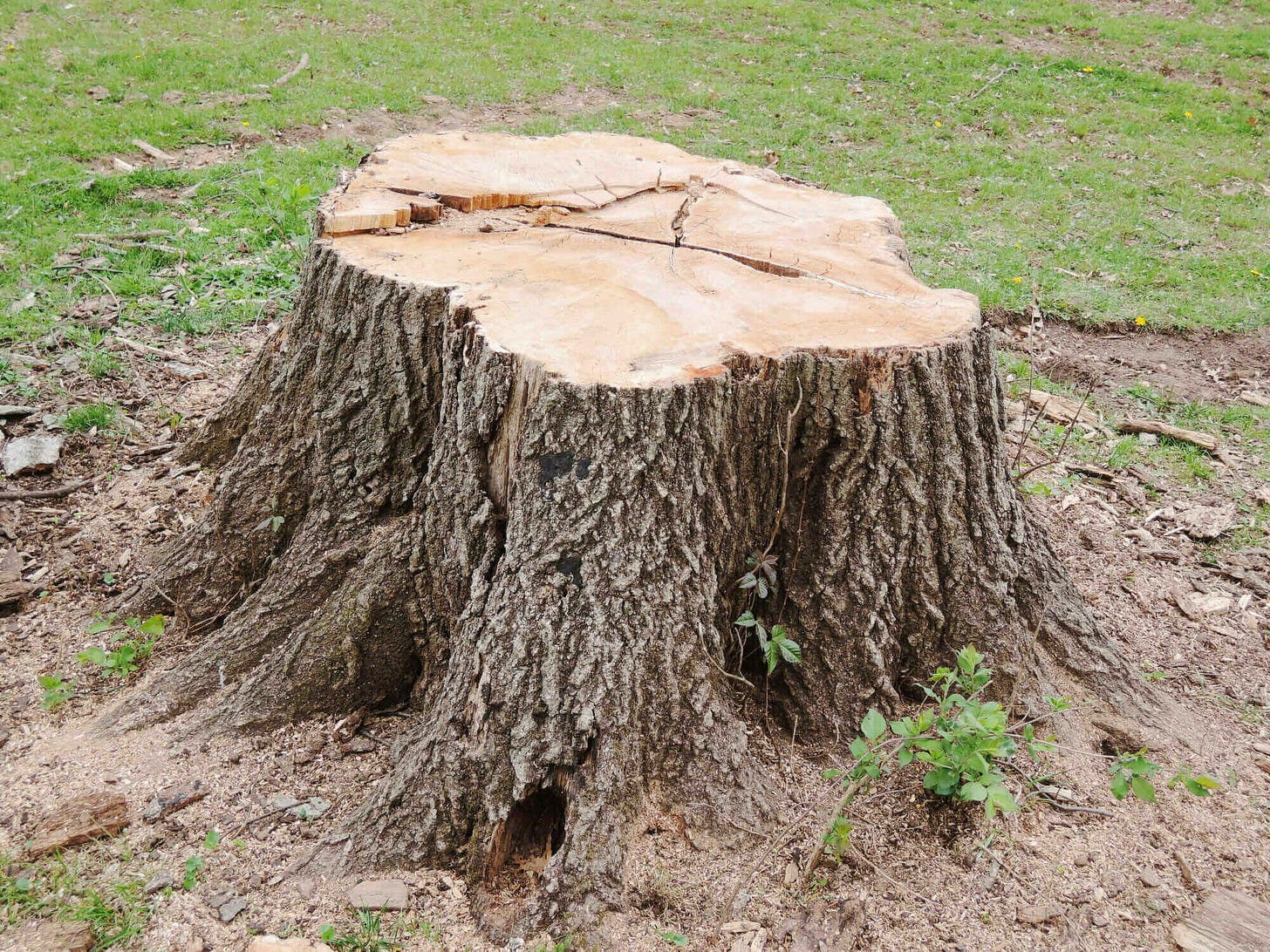 Tree Stump Removal Reasons | Reasons To Remove A Tree Stump