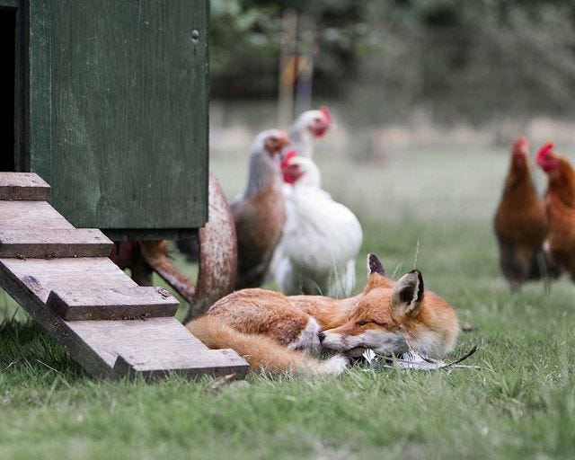 Finger lickin good !!! | Chickens backyard, Animals wild, Fox