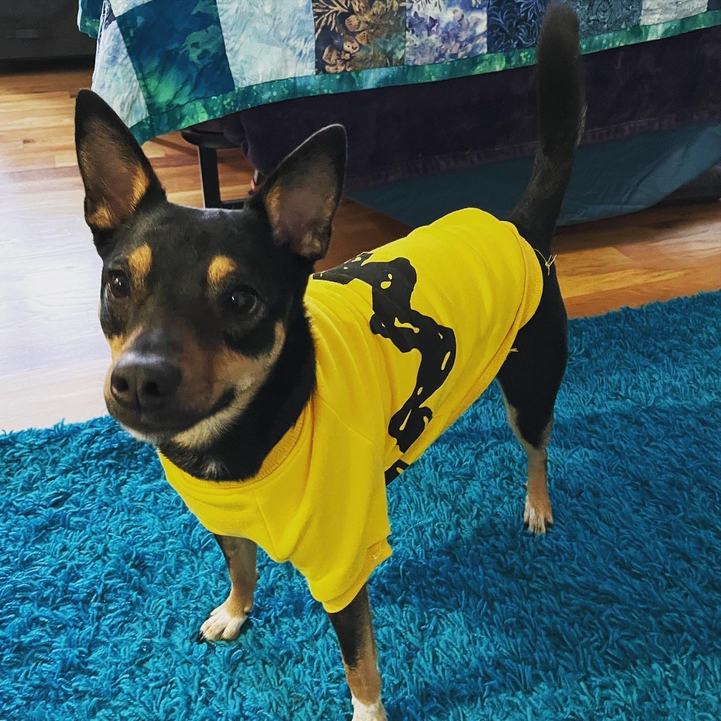 A black dog with pointy ears wearing a yellow Charlie Brown sweater.