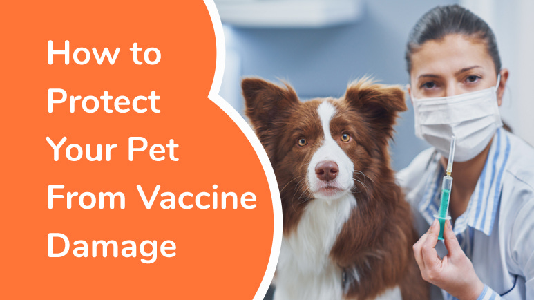 how to protect your pet from vaccine damage
