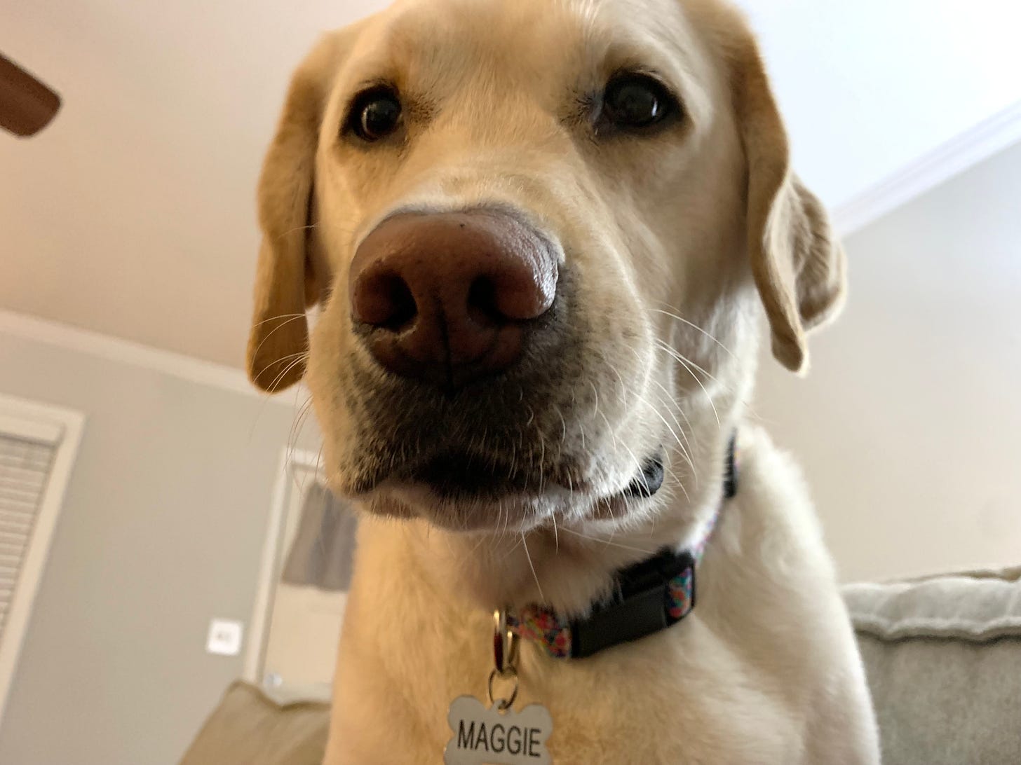 A yellow Labrador retriever sits on a couch and looms close looking cute with puppy dog eyes. She has a tag on her collar that says "Maggie."