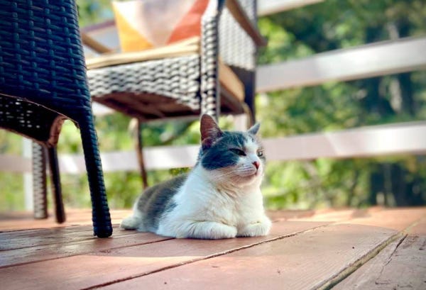 Gracie, who belongs to loyal reader and VIP Sivan, expresses her appreciation of sunlight, fresh air, and a well-built deck. Want your pet to appear in The Highlighter? hltr.co/pets