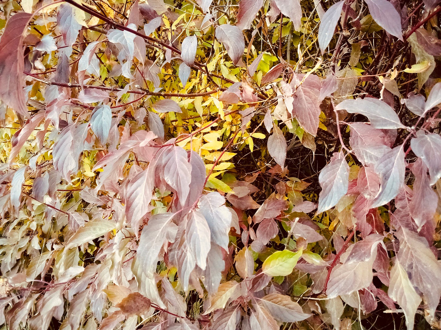 Autumn leaves red and yellow