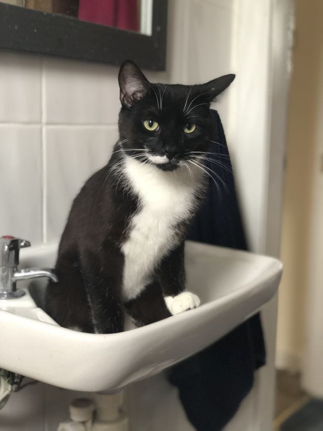 Black and white tuxedo cat in a sink