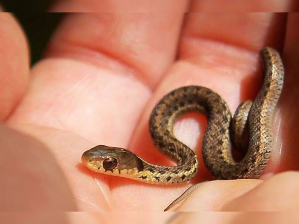 Farmer Finds 40 Baby Snakes Emerging from Air Conditioner in His Home in  Meerut