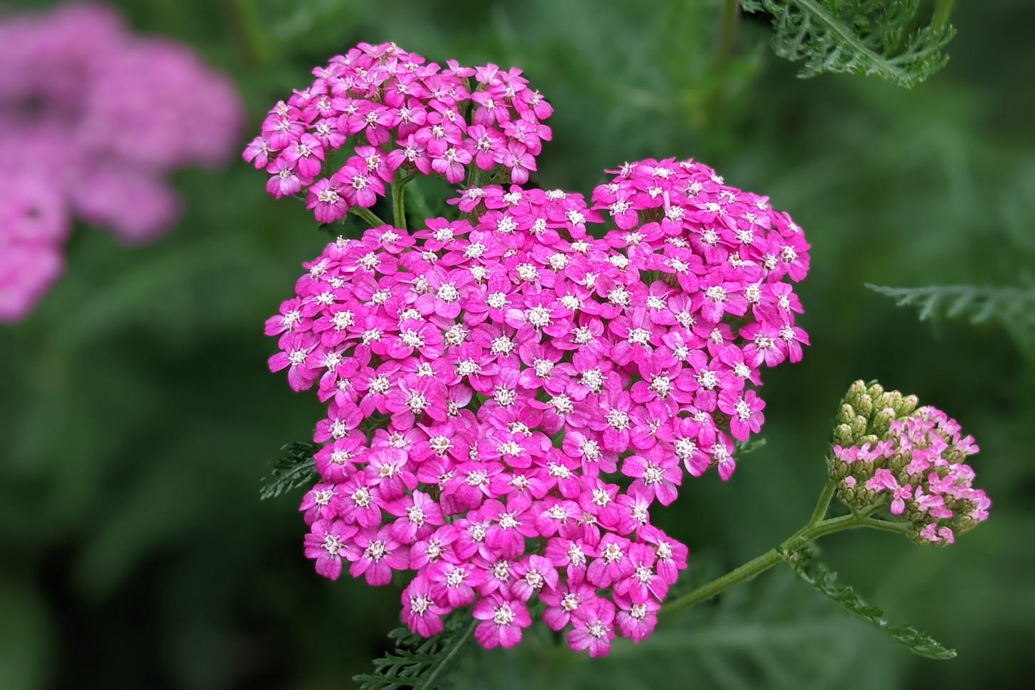 Photograph of plant with clusters of small, bright pink blooms against a verdant background.