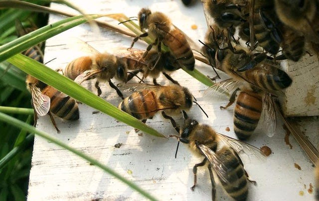 Image of honey bees in grass.