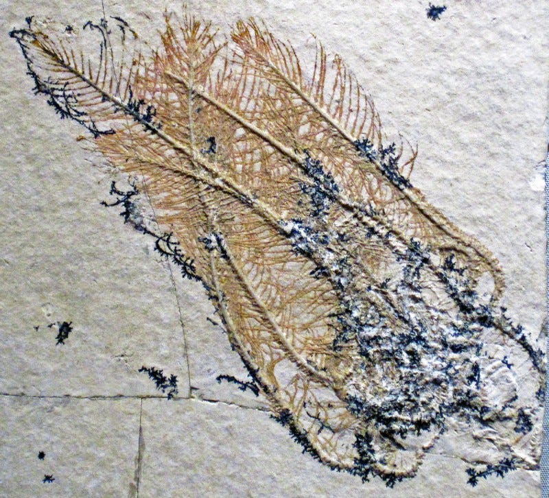 A fossilized sea lily (that looks like four feathers).