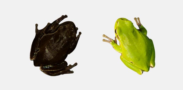 Evolution in action: Chernobyl frogs are turning black