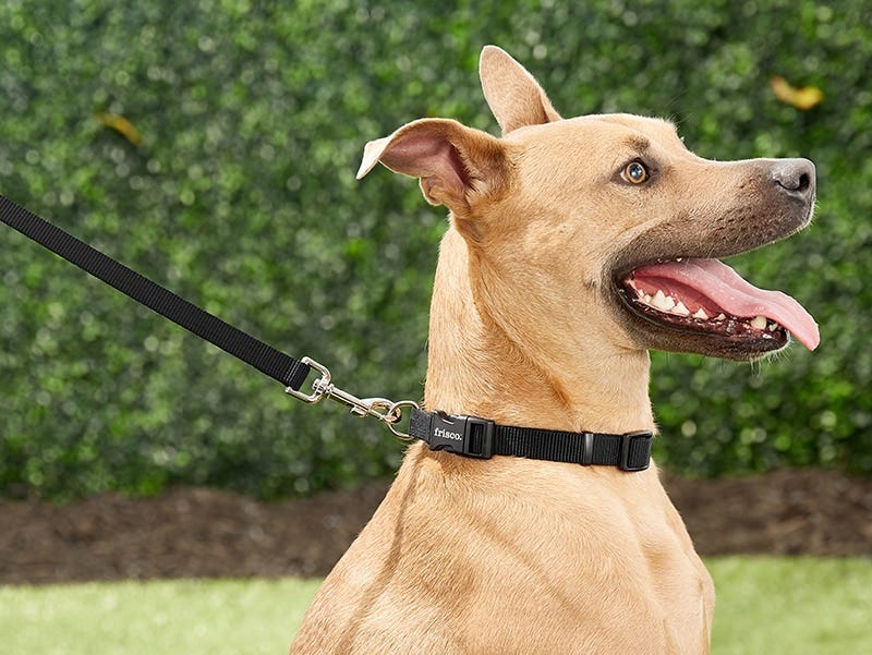 6 Dog Leash Types and Their Uses