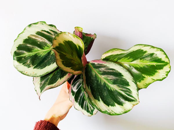The Calathea Shining Star: newly purchased to celebrate a career win.