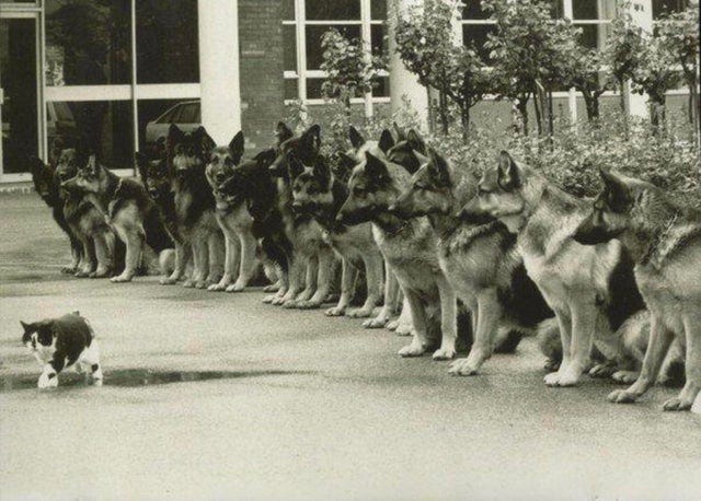 A cat walking in front of good boy German Shepherds as part of a police  service dog examination in 1987. : r/aww