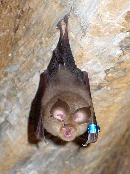 File:Bat(20070605).jpg
