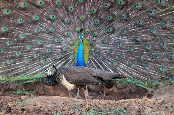 Peacock evolution through sexual selection: Feathers, sounds, eye-tracking,  and lekking.