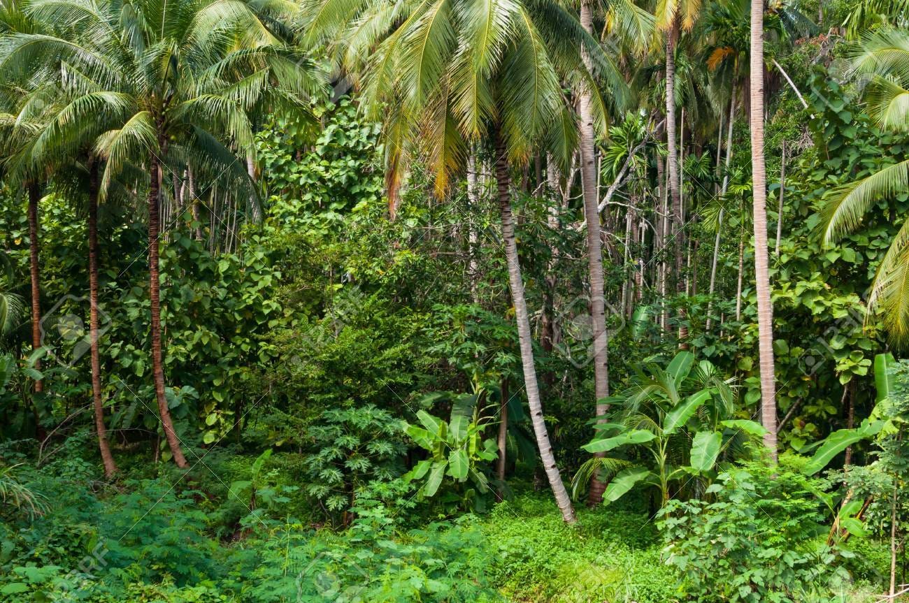 Arbres De Noix De Coco Et De Plantes Vertes Dans La Forêt Tropicale à L'île  En Thaïlande Banque D'Images Et Photos Libres De Droits. Image 90006626.