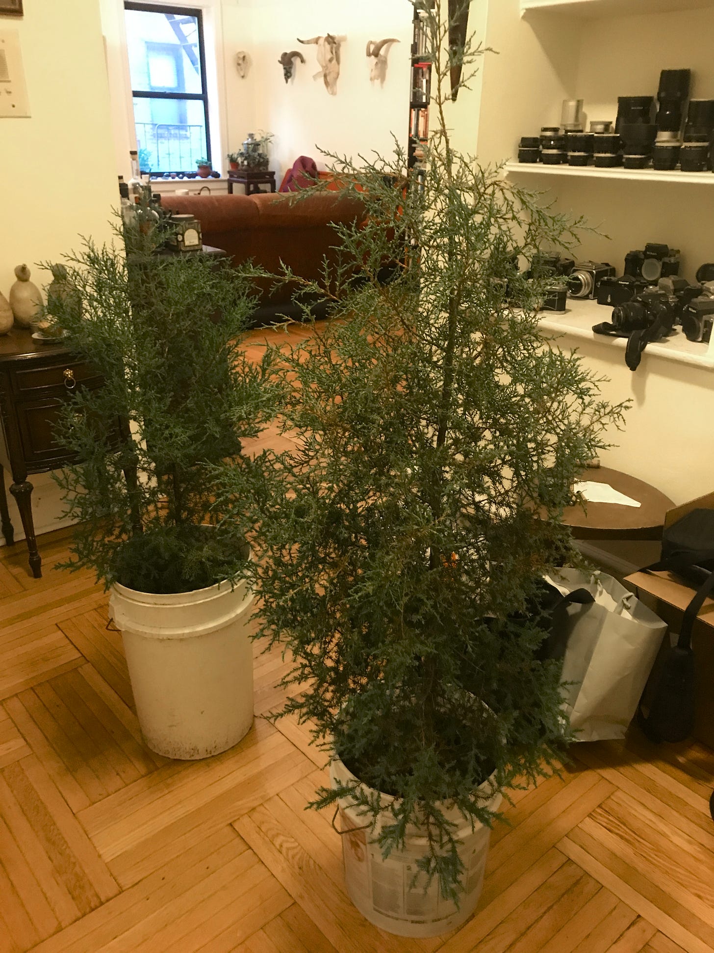 photo of a pair of eastern red cedar trees in my living room