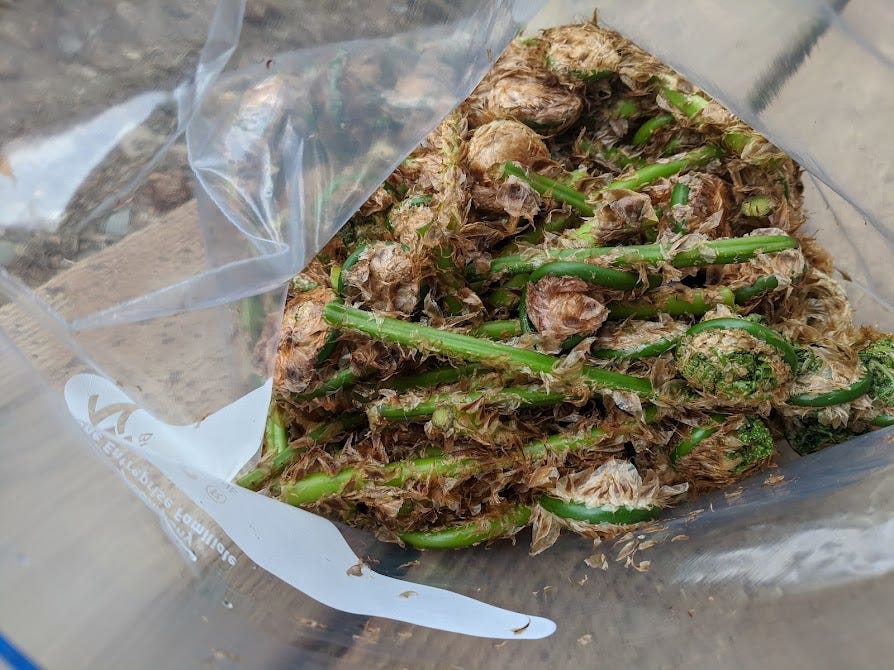 a bag open to fuzzy fiddlehead ferns