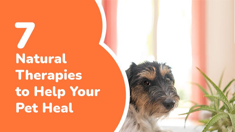 7 Natural Therapies to Help Your Pet Heal