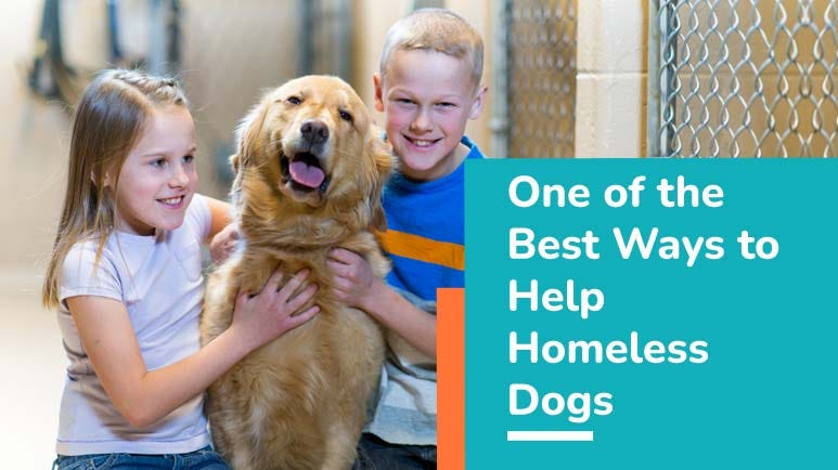 best ways to help homeless dogs