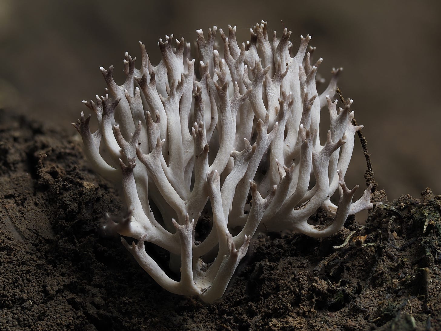 Ramaria coral fungus