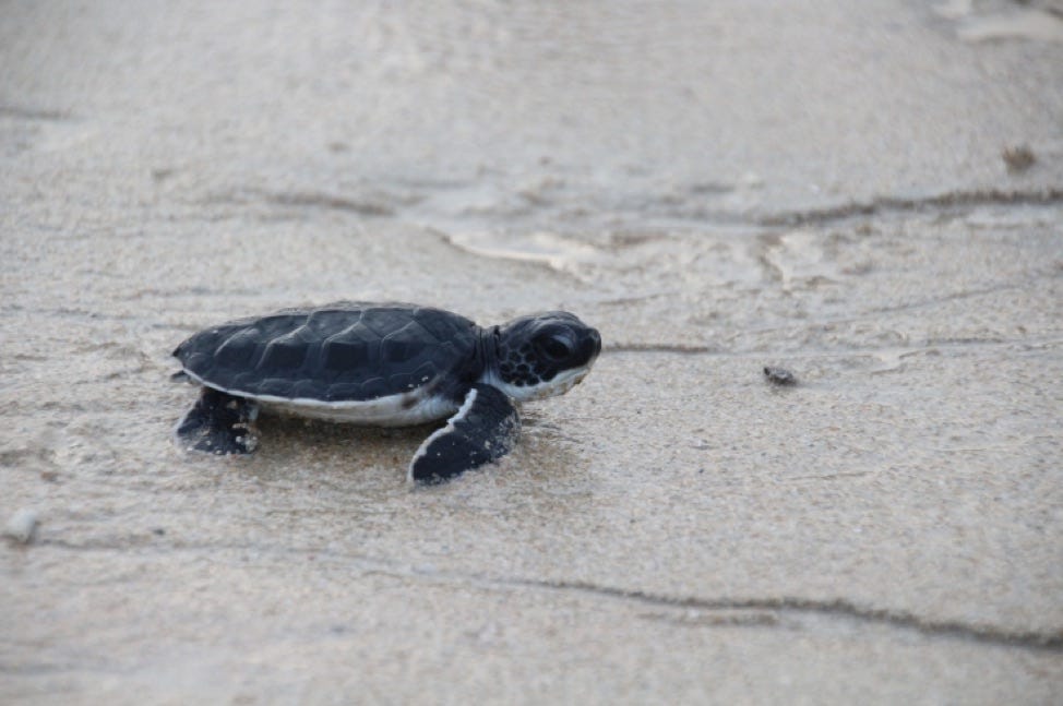 A green sea turtle hatchling making its way to the ocean for the first time