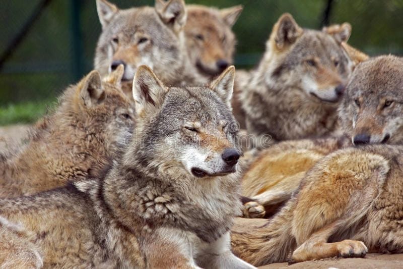 Group wolves stock image. Image of european, predator - 14474039