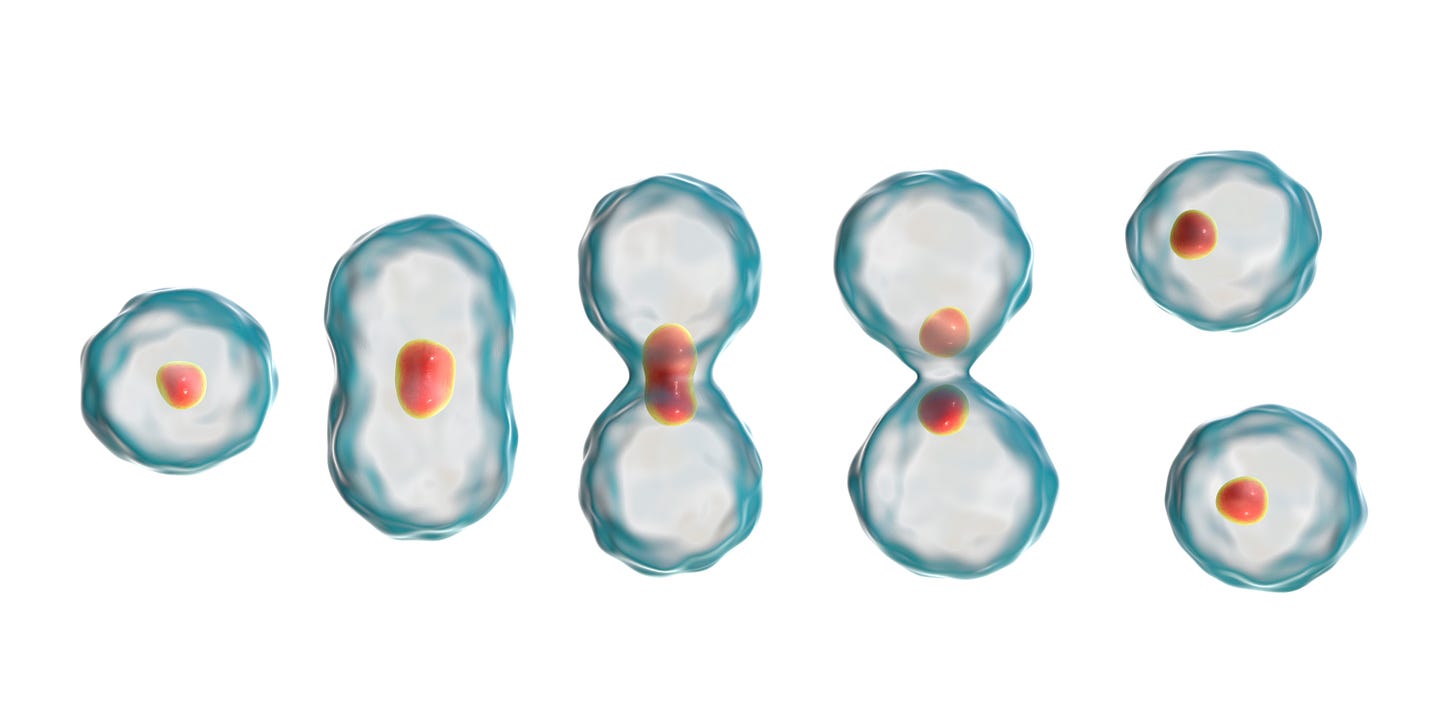 A cell dividing in two.