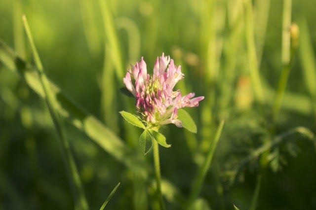 A pink clover flower in long green grass in a garden.