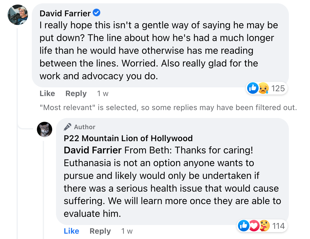 Me: “really hope this isn't a gentle way of saying he may be put down? The line about how he's had a much longer life than he would have otherwise has me reading between the lines. Worried. Also really glad for the work and advocacy you do.”  The reply from the P22 Facebook page: “From Beth: Thanks for caring! Euthanasia is not an option anyone wants to pursue and likely would only be undertaken if there was a serious health issue that would cause suffering. We will learn more once they are able to evaluate him.”