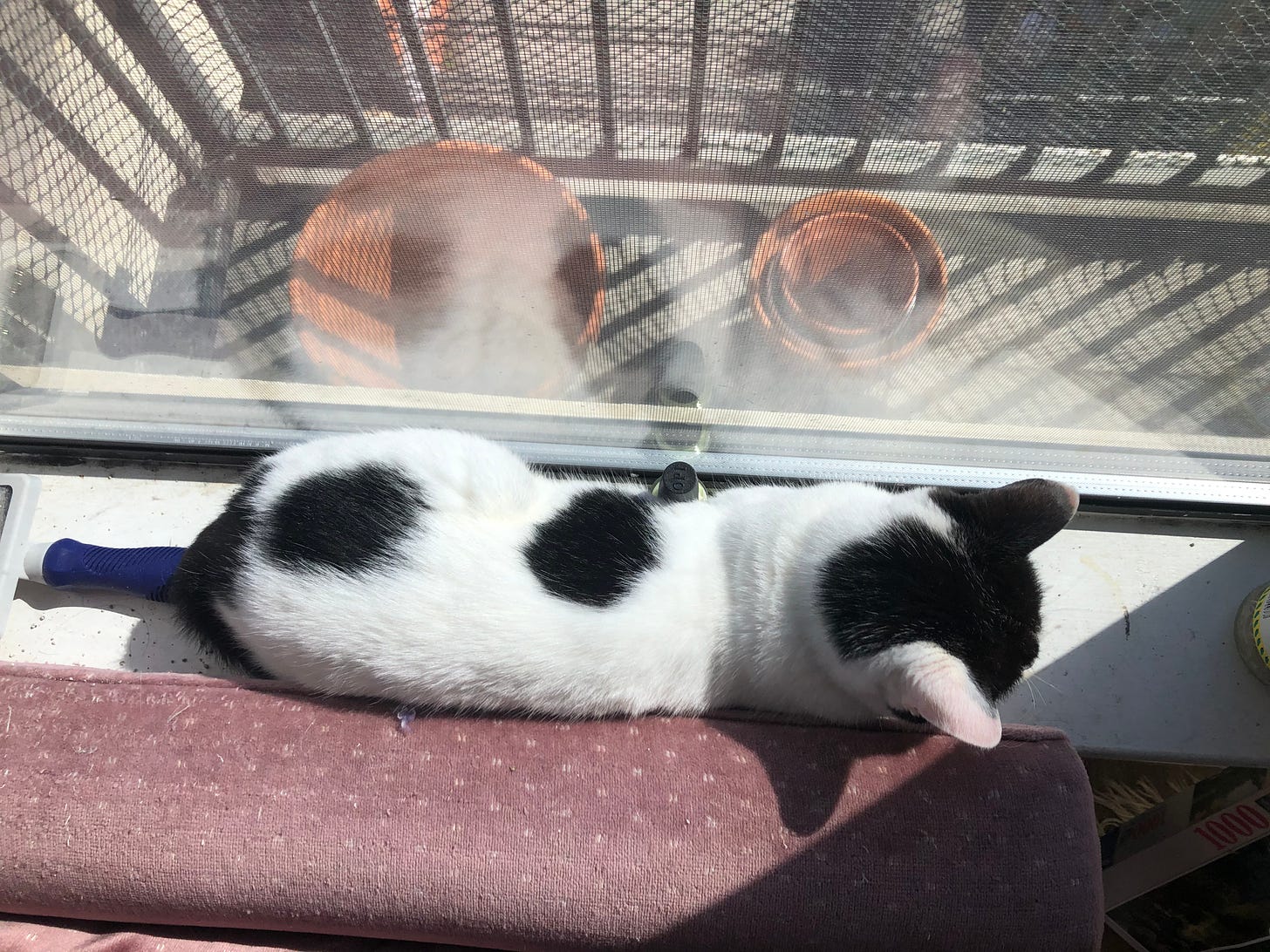 white cat with four circular patches of black fur perched on the window sill. she's between the window and a soft, lived in mauve couch. the sun is shining through the window and it looks like spring.