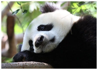 Sad Panda