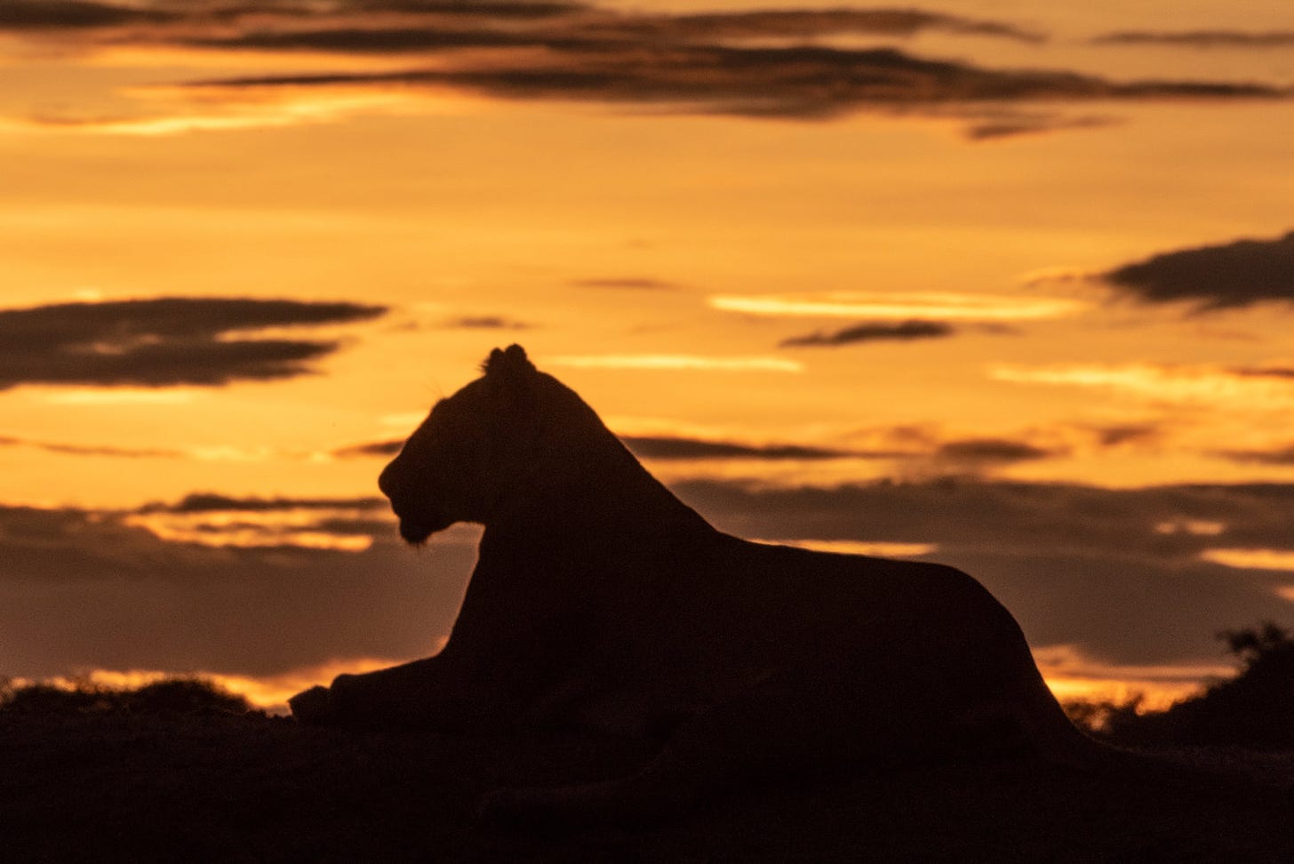 Lioness in silhouette at sunrise on the bank of the Maji Mbele pool