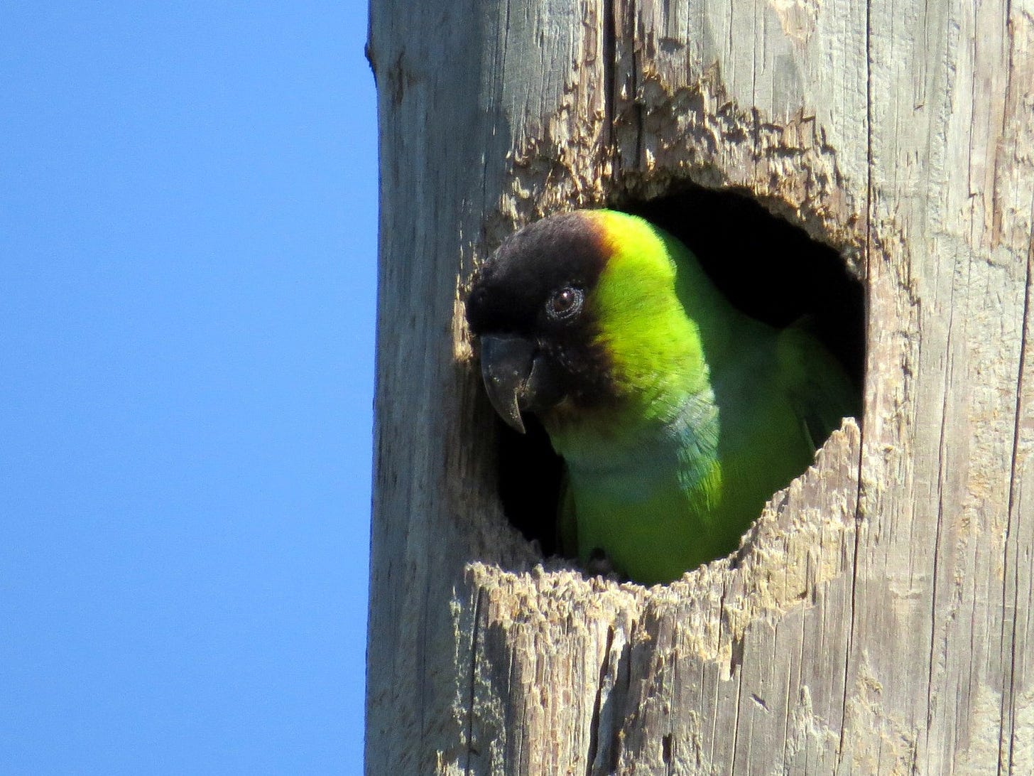 Nanday Parakeet - eBird