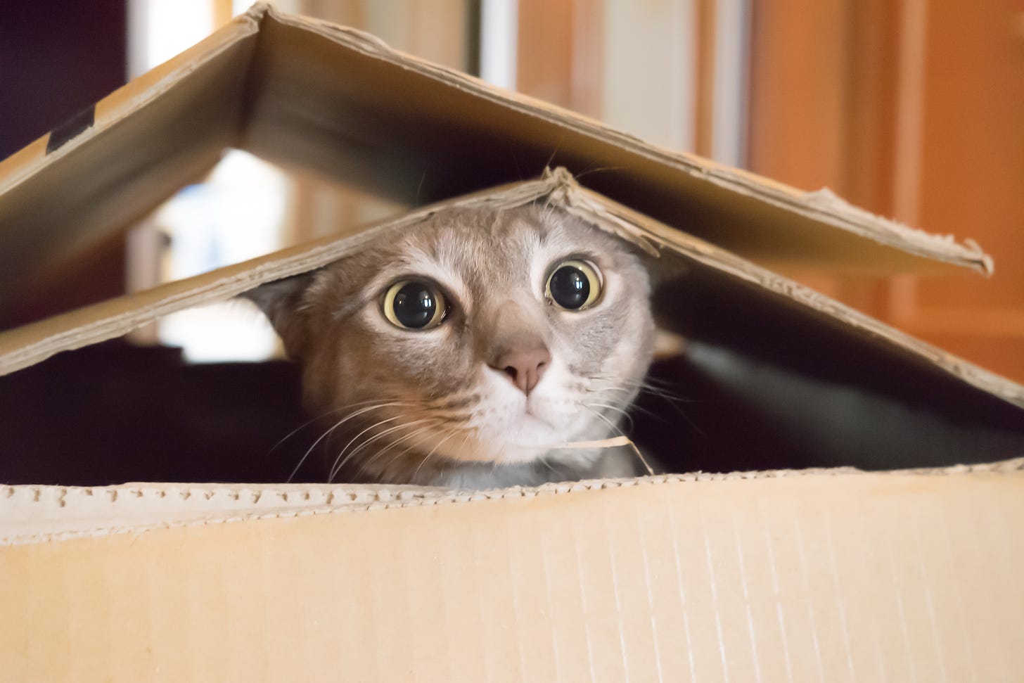 Cats love boxes because the confined space makes them feel safe • Earth.com