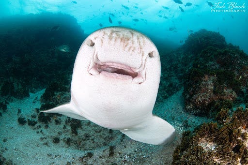 Leopard shark