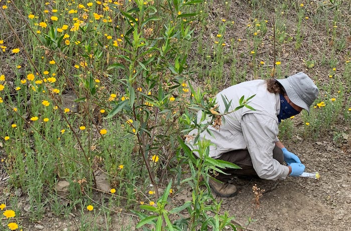 A Long Beach city employee is collecting soil samples. His back is facing a field of tall wildflowers while he samples from a bare patch of soil.