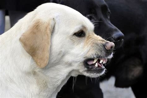 Dogs Can Smell Bad People - Confirmed by Scientists