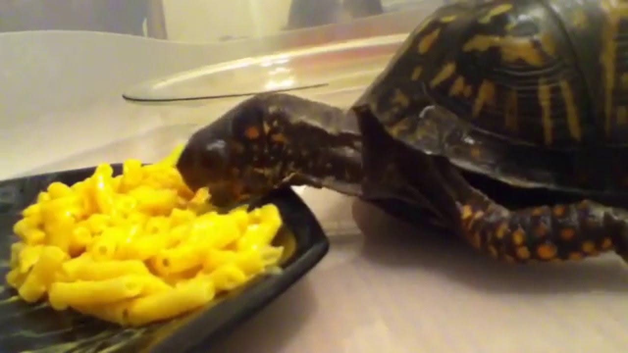 Turtle Eating Macaroni - YouTube