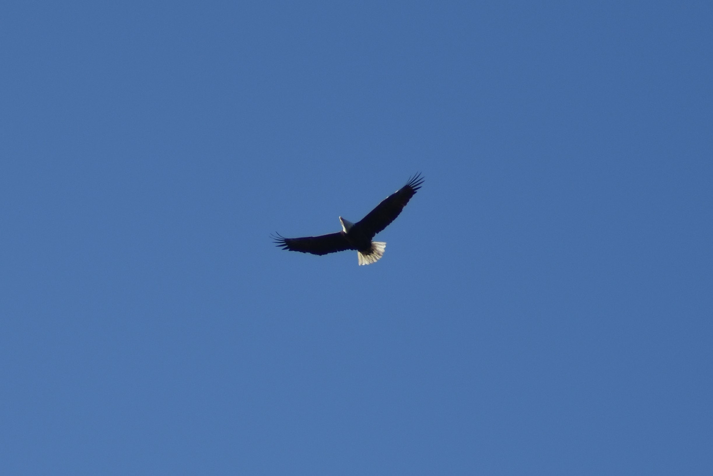 Haliaeetus leucocephalus -- Bald Eagle against blue sky
