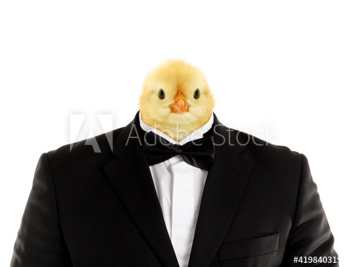 A chick's head edited onto the body of a person wearing a suit and bow tie with the Adobe Stock watermark