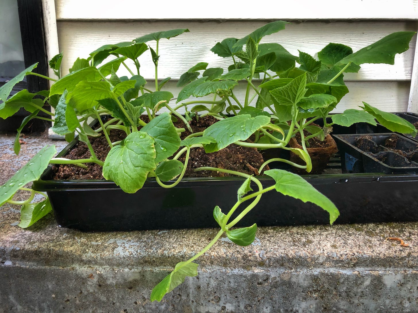 A tray of cucumber seedlings,set outside to harden off. There is some water on their leaves.