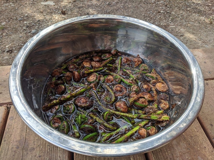 a bowl of soaking fiddlehead ferns to clean them