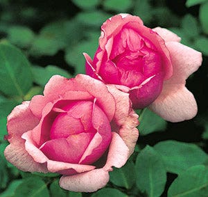 Radiance — Antique Rose Emporium