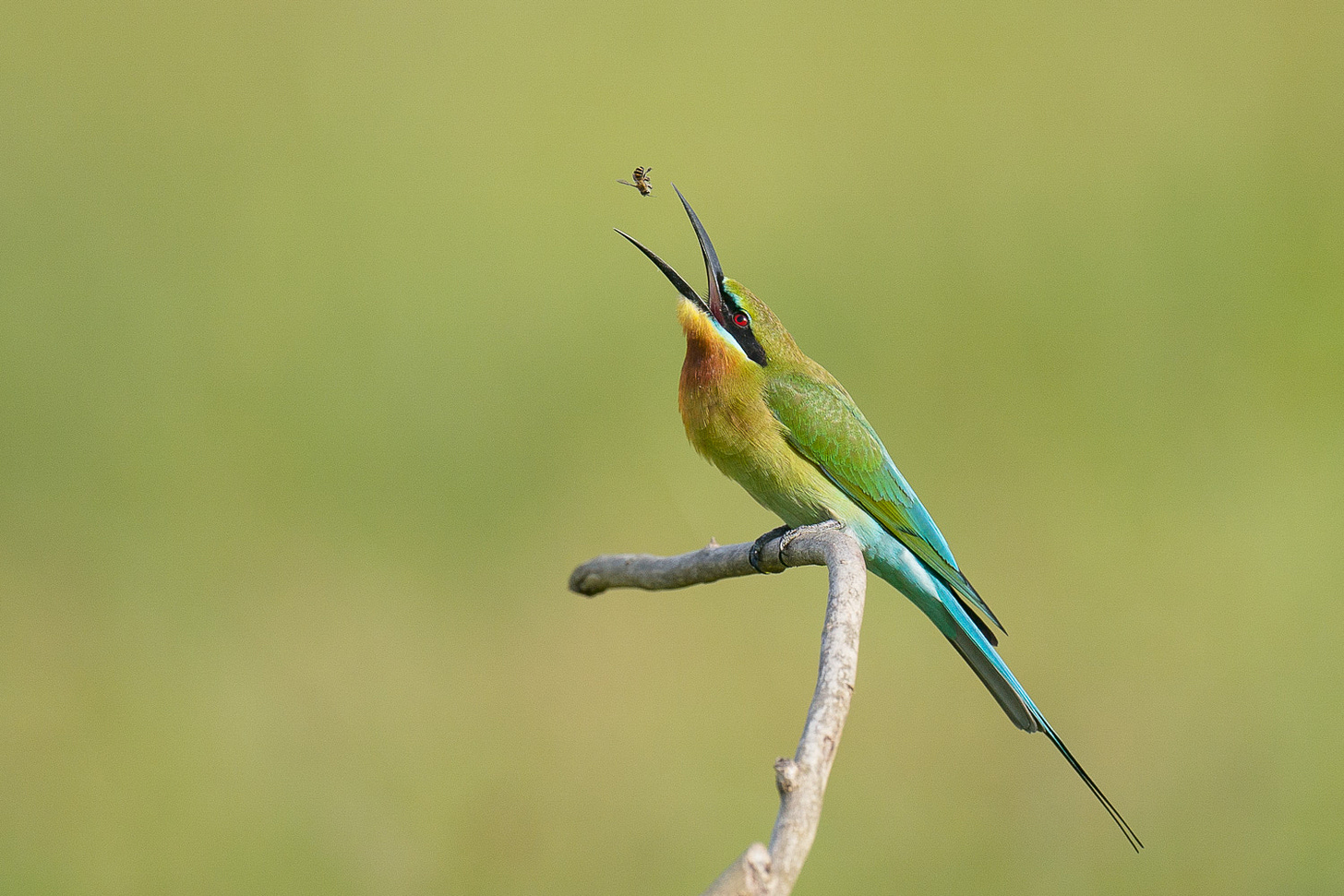 Blue-tailed Bee-eater – Singapore Birds Project