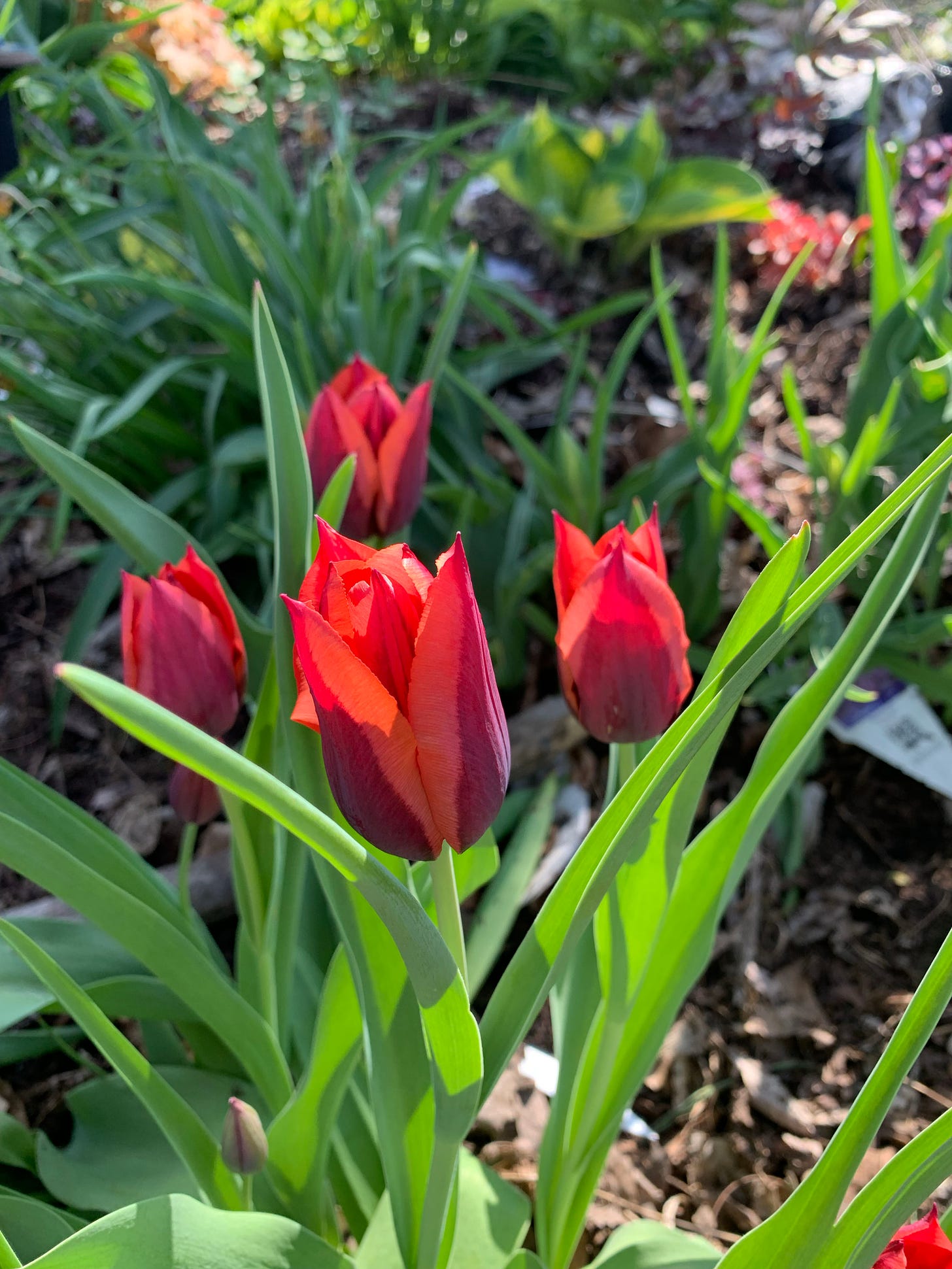 tulip flowers in sunlight